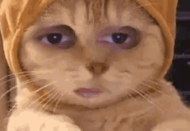 cat-face