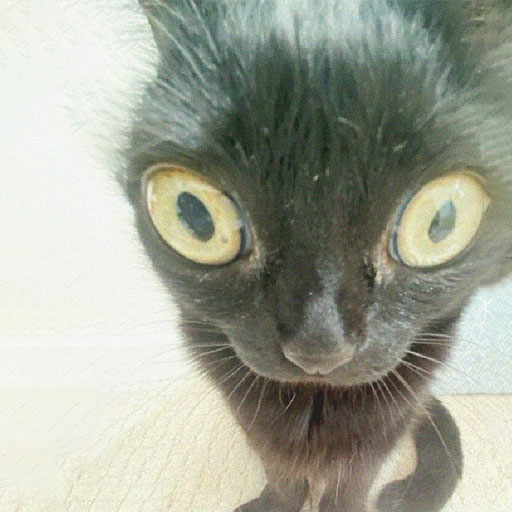 funny-cat-3